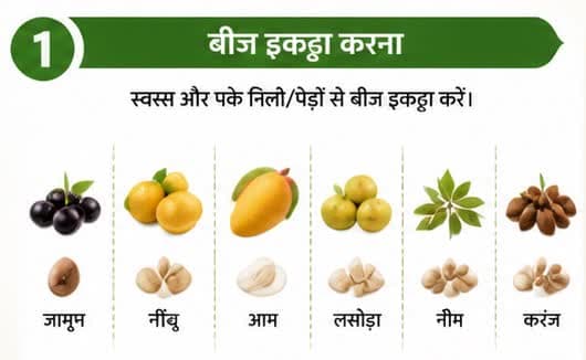 बीज इकट्ठा करना