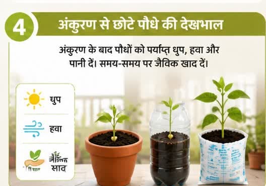अंकुरण से छोटे पौधे की देखभाल