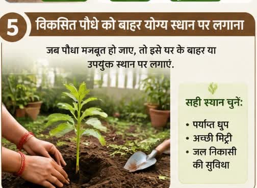विकसित पौधे को बाहर रोपण स्थान पर लगाना