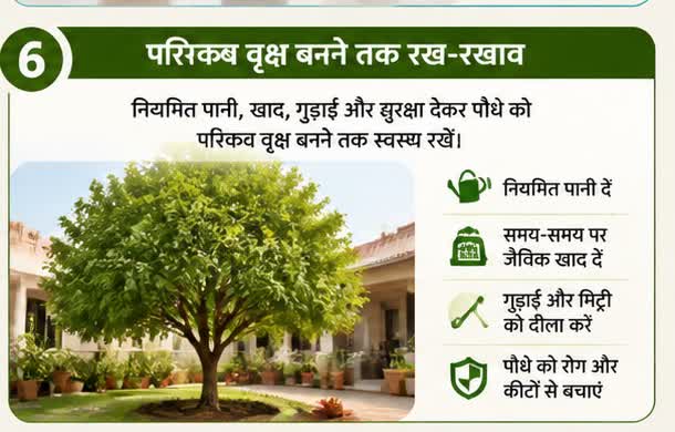 परिपक्व वृक्ष बनने तक रख-रखाव