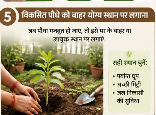 विकसित पौधे को बाहर रोपण स्थान पर लगाना